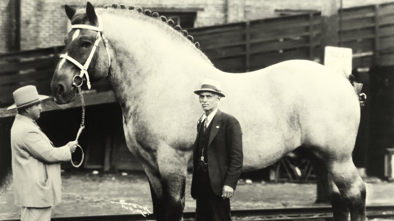 Conheça a história de Sampson, o maior cavalo do mundo