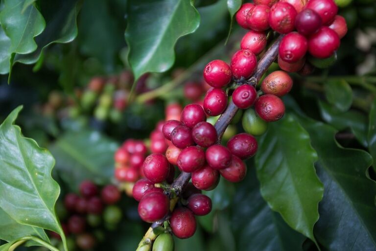 Brasil vai carregar desafio de abastecer mundo com café, aponta economista