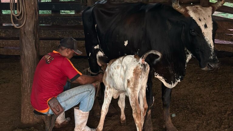 Acorda às 3h e ordenha 36 vacas: rotina na fazenda viraliza no Tiktok