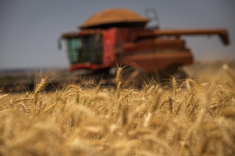 Produção russa de trigo deve alcançar 79,7 milhões de toneladas