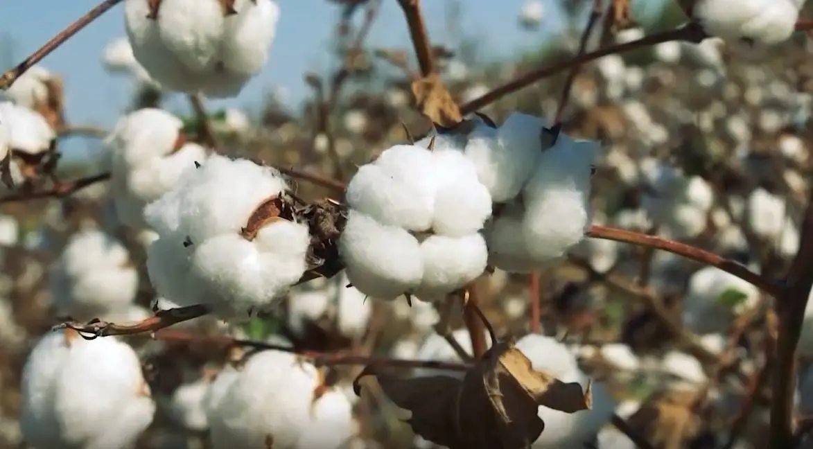 Com investimentos, produção de algodão volta a movimentar economia no Sertão Central do Ceará