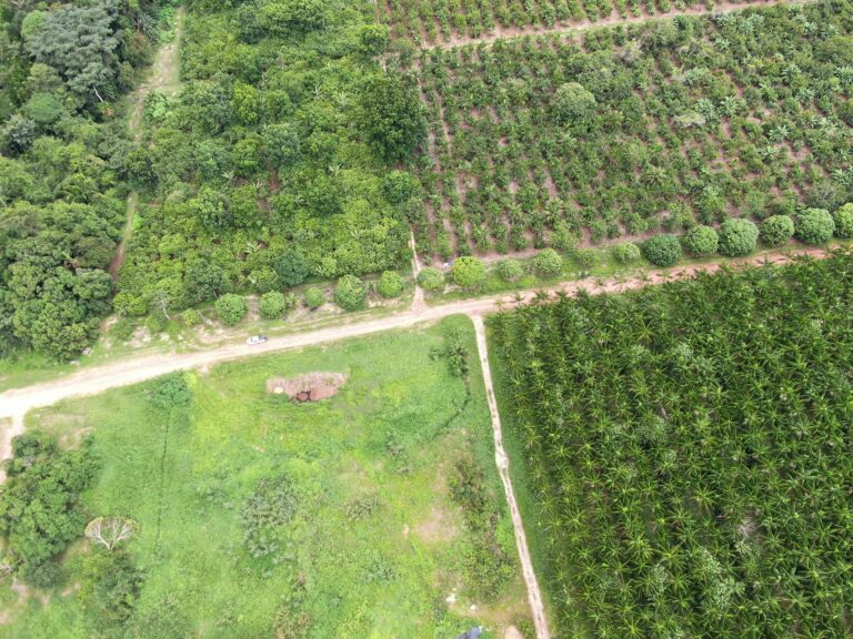 Agrofloresta no Cerrado é rentável, mas retorno pode levar até 11 anos