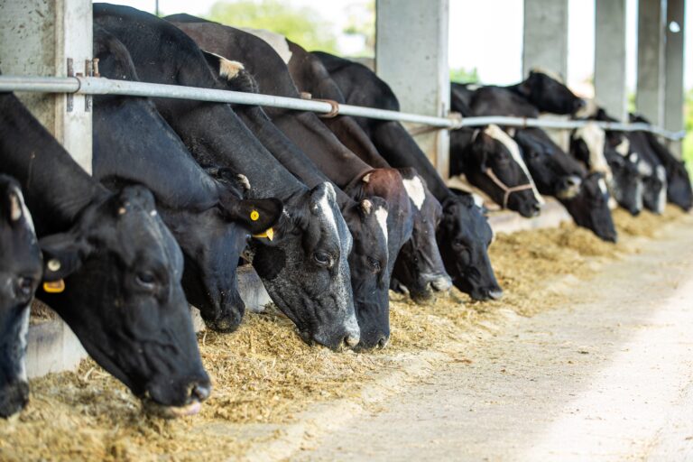 Alvoar aposta em diversificação e avalia aquisições