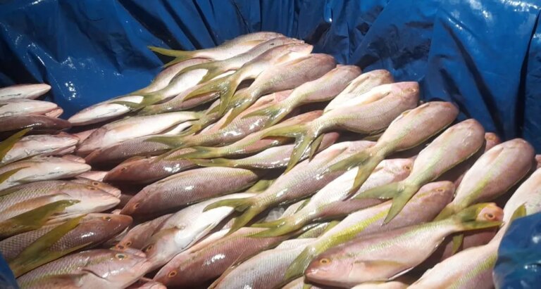 Pesca ilegal: Ibama apreende uma tonelada de pargo e guaiuba no porto de Camocim/CE