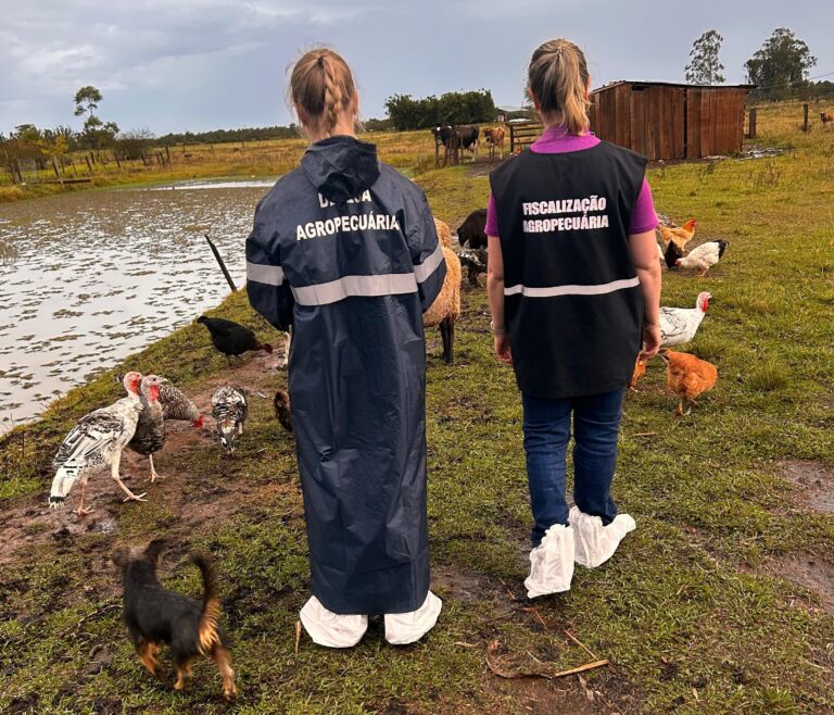 Rio Grande do Sul monitora pessoas que tiveram contato com aves infectadas pela gripe aviária