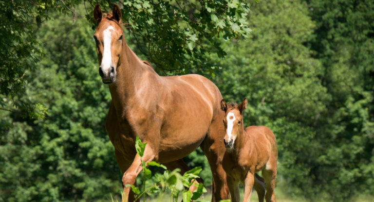 Quer cruzar o seu cavalo? Veja o que você precisa saber antes de realizar o procedimento