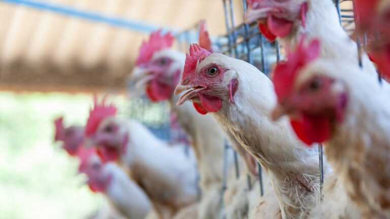 Por questão comercial, Seara abate 67 mil frangos de granja próxima a Montenegro (RS)