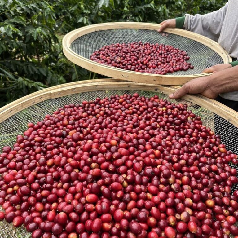 Mesmo com atraso, colheita de café no Brasil impacta preço do grão em NY