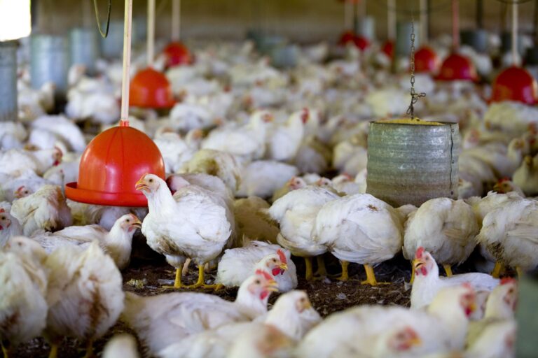 Chile suspende importações de carne de frango do Brasil