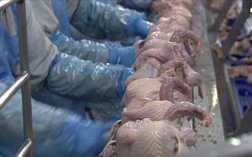 Suspensão das exportações por gripe aviária poderá custar US$ 1 bi ao setor