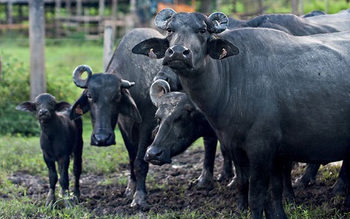 Após seca, clima deve impulsionar produção de búfalos no Pará