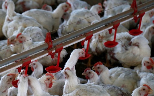 Brasil investigou mais de 2,5 mil casos de doenças respiratórias em aves