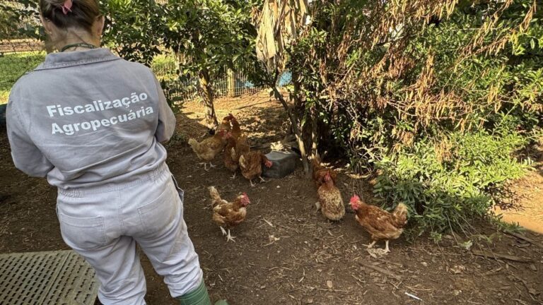 RS conclui terceira visita a propriedades do raio de 3 km do foco de gripe aviária