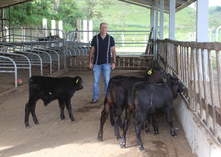 Primeiros bezerros geneticamente editados nascem no Brasil