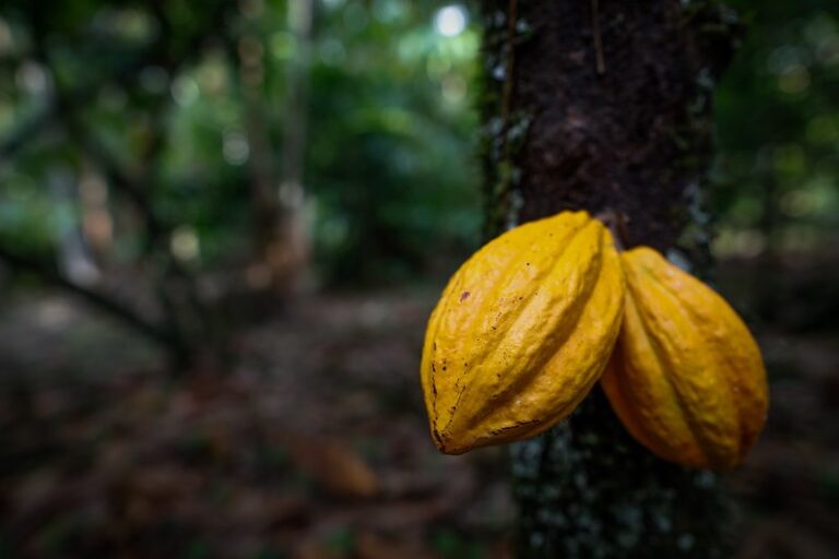 Cacau recua 5% em NY com cenário otimista para a produção na África