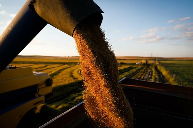 Colheita chega a 95,02% da área de arroz no Rio Grande do Sul
