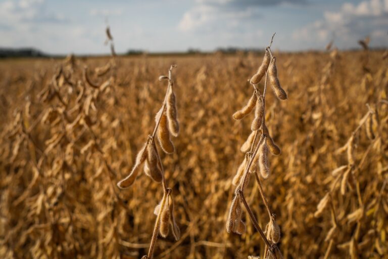 Lucro líquido da Terra Santa cresceu 51,1% no primeiro trimestre