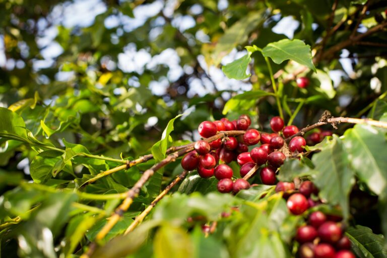Preço do café arábica acumula queda de mais de 6% em maio