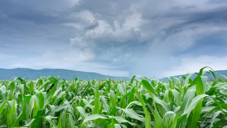 Clima adverso em áreas agrícolas favorece alta dos grãos em Chicago