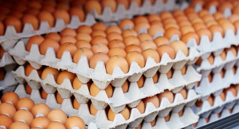 Gripe aviária: não há risco de faltar ovo ou frango; ouça o comentário