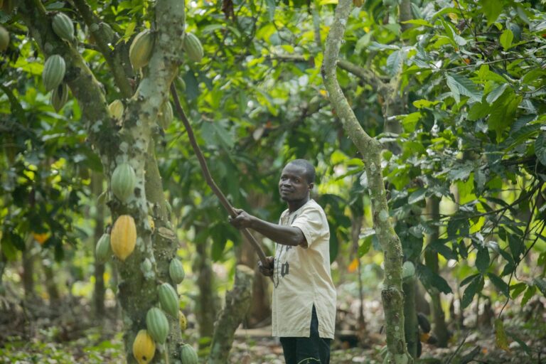 Preço do cacau sobe em NY com piora da safra no maior produtor do mundo