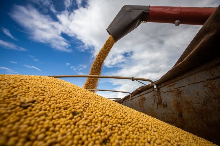Brasil deve ter safra recorde de soja e produtividade inédita de milho inverno, diz consultoria
