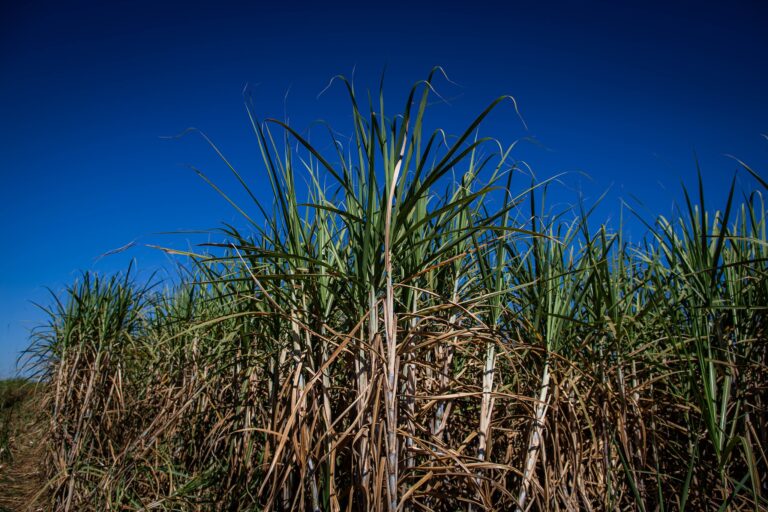 Produção de açúcar e etanol caiu na primeira quinzena de maio