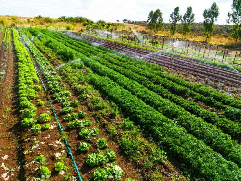 Agricultura familiar recebeu quase R$ 65 bi em crédito rural via Pronaf em 2024