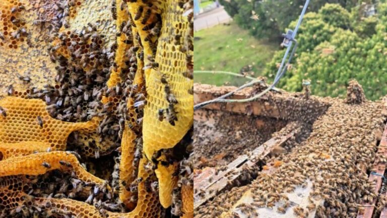 ‘Super colmeia’ com 100 mil abelhas é encontrada em telhado de escola; veja fotos