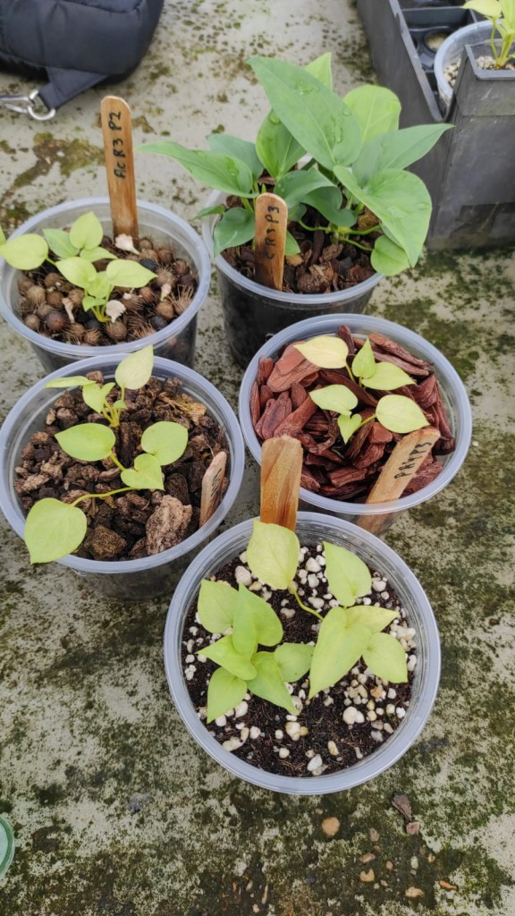 Estudo quer identificar plantas da Amazônia com potencial ornamental