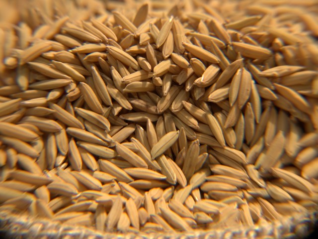 Consultoria estima aumento de 16% na produção de arroz em 2024/25