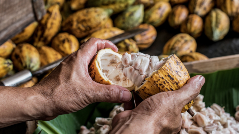 Nestlé Brasil bate meta de práticas regenerativas para cacau, café e leite