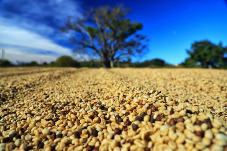Preço ao produtor agropecuário sobe mais de 20% no primeiro trimestre