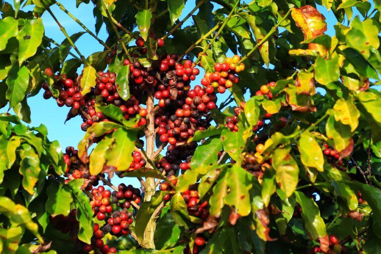 Café cai quase 3% em Nova York com avanço da colheita no Brasil
