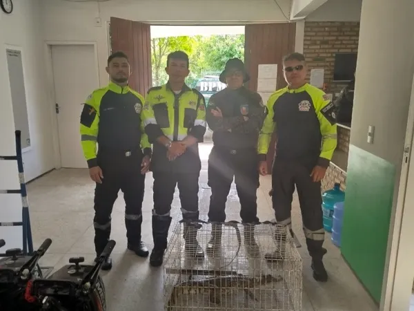 Jacaré é resgatado por agentes de trânsito na Praia do Cumbuco