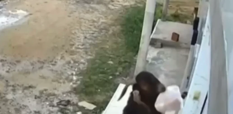 “Gangue de cabras” volta a atacar e furta pães deixados em portas de casas