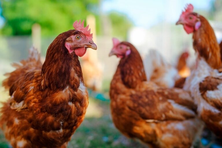 Minas Gerais investiga dois possíveis focos de gripe aviária