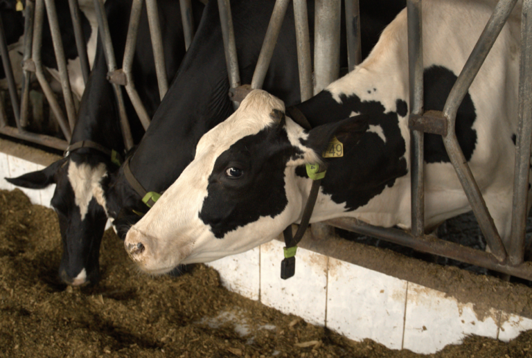 Monitoramento de vacas leiteiras gera ganhos ao produtor