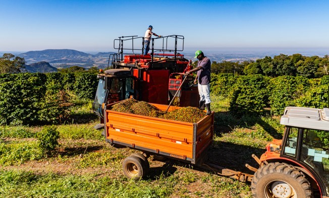 Dia Nacional do Café é comemorado com avanço da colheita no Brasil