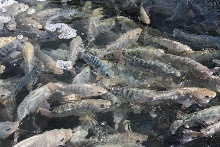 Produção de tilápias ganha norma inédita em bem-estar animal