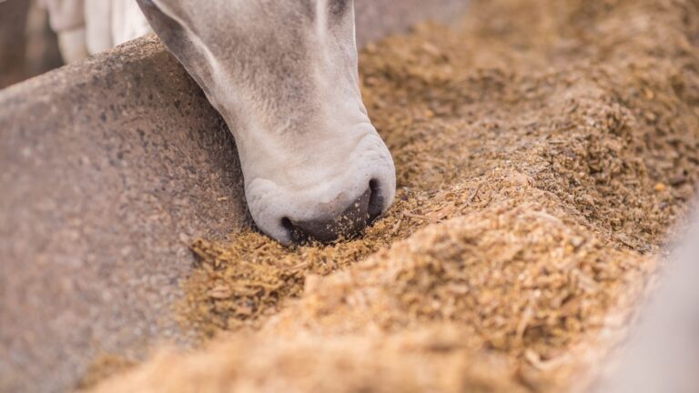 Produção de ração animal deve crescer 3% em 2025