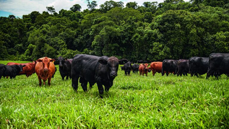 Práticas regenerativas na criação de gado preservam propriedades rurais do Paraná