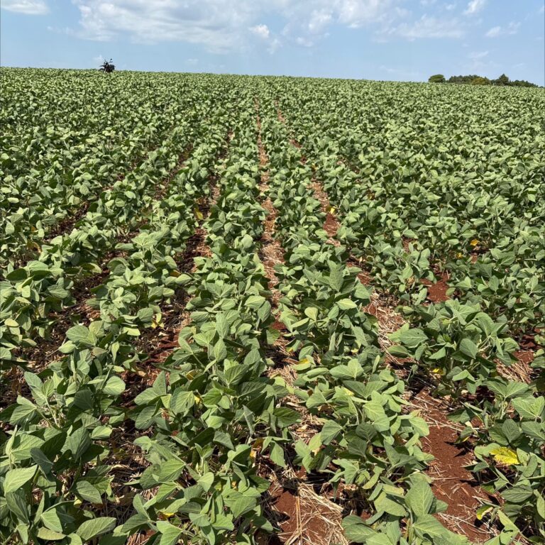 Governo vai autorizar prorrogação de dívidas de produtor do RS