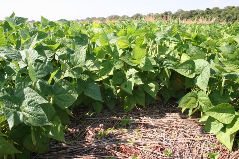 Qual a data ideal para plantar feijão em Goiás? Estudo da Embrapa revela