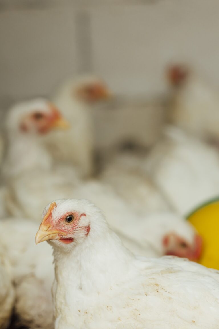 Emirados Árabes concentram restrição de compras de aves ao município de Montenegro (RS)