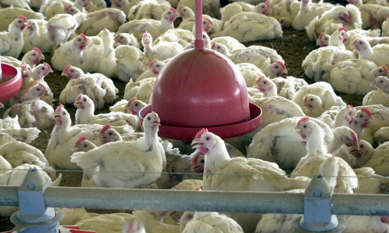 Confirmado primeiro caso de gripe aviária em granja comercial no Brasil