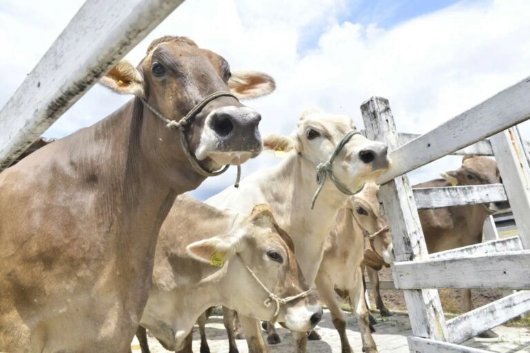 Ceará recebe certificado internacional como estado livre da febre aftosa sem vacinação