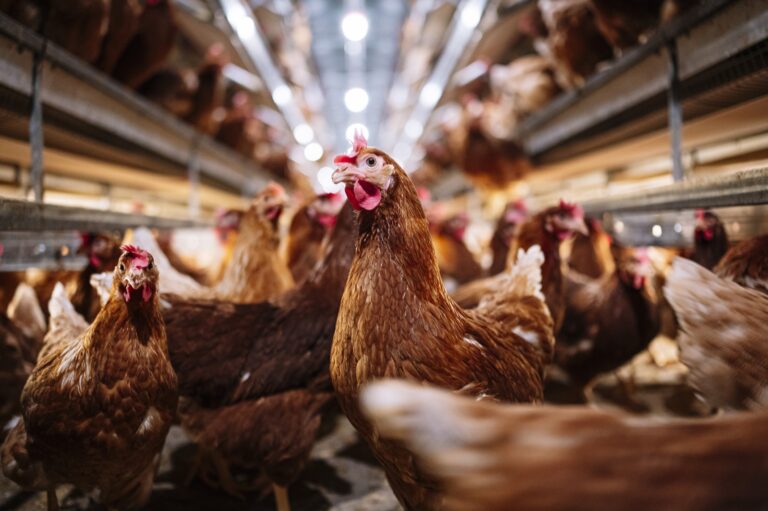 Gripe aviária: Brasil pede para China reduzir restrição à carne de frango