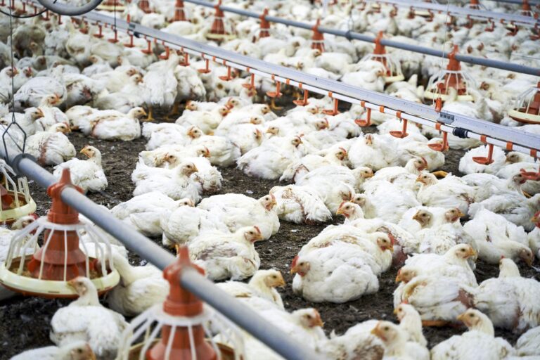 Indústria de aves descarta ajuste de oferta devido à gripe aviária