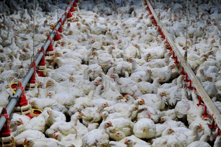Após medidas contra a gripe aviária, RS está confiante em reverter embargos ao frango